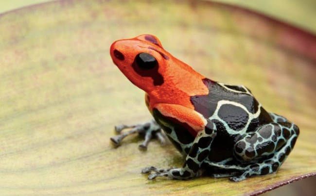 Navalny ucciso con il veleno della “rana freccia”: 5 Paesi europei accusano