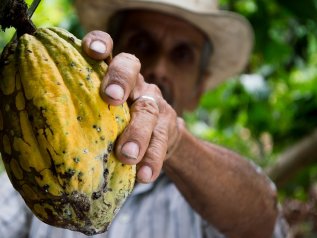 La produzione di cacao è a rischio nei due paesi leader a livello globale