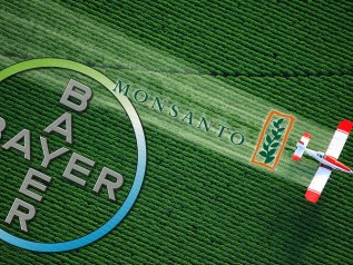 Glifosato: Monsanto avrebbe manipolato studi sull’erbicida