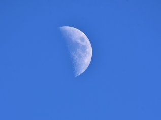 C'è vita sulla Luna. La prova è il germoglio di un seme cinese di cotone