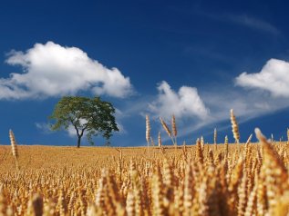 L’inutile espansione dei terreni agricoli minaccia il pianeta