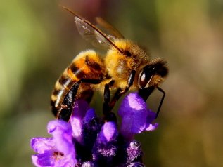 Il seme dell'odio contagia le api. E le falcidia