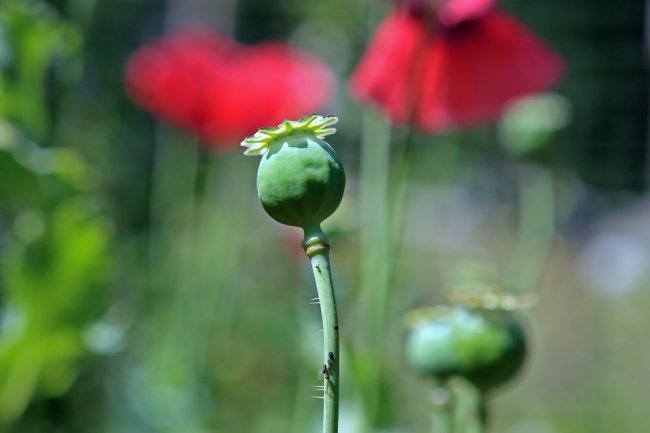 Un’economia drogata