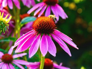 La biodiversità sta scomparendo