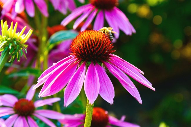 La biodiversità sta scomparendo