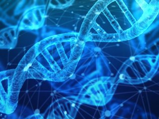 Creato il primo organismo vivente con DNA ridisegnato