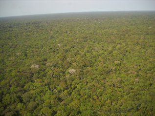 Una giungla d'interessi illegali, anzi un pozzo. Così muore l'Amazzonia