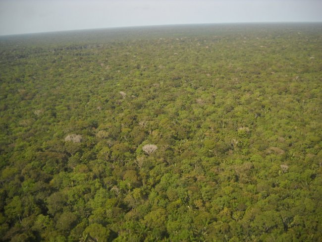 Una giungla d'interessi illegali, anzi un pozzo. Così muore l'Amazzonia