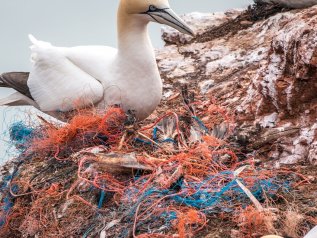 Raccolta record di rifiuti nel Pacifico: 40 tonnellate