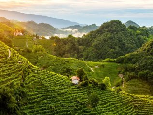 Unesco, le colline del prosecco sono patrimonio dell'Umanità