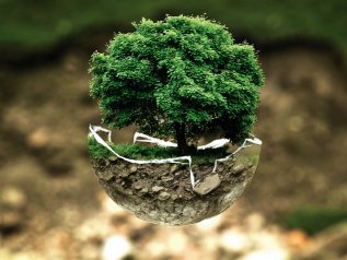 Economia dell'ambiente, piantati 350 mln di alberi in un giorno