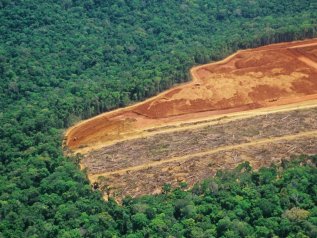 Foreste, persi 89 mln di ettari dal 1985