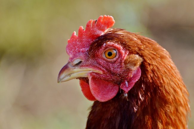 Cresce il consumo globale di carne. E il Re è il pollo