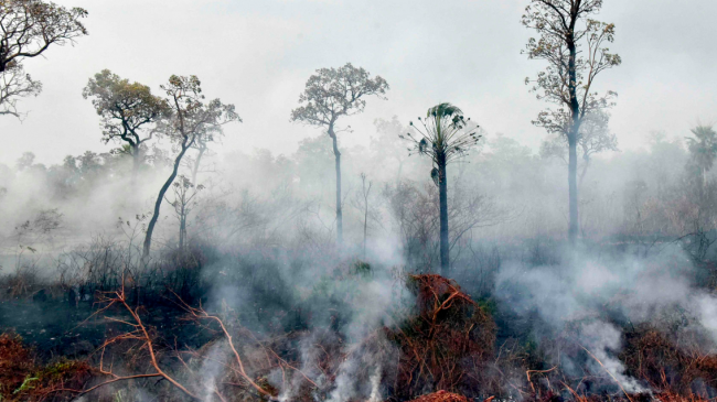 Non solo Brasile. Incendi foreste: in Bolivia morti 2,3 mln di animali