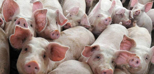 La peste sconvolge il mercato globale dei suini e lo mette in un cul de sac