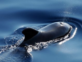 C’è un’arma segreta contro le emissioni: è la balena