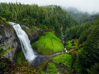 Piantare nuovi alberi è una soluzione semplicistica: servono le foreste