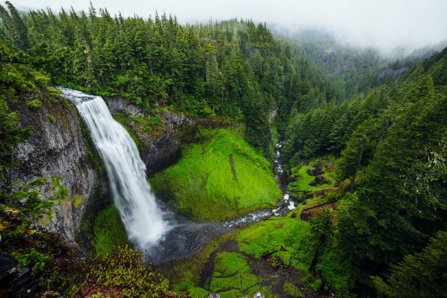 Piantare nuovi alberi è una soluzione semplicistica: servono le foreste