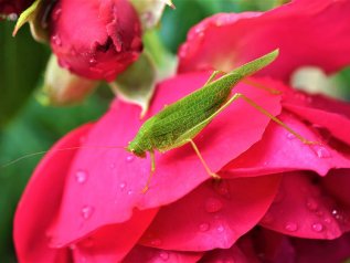 La perdita della biodiversità costa 1,5 volte il Pil globale