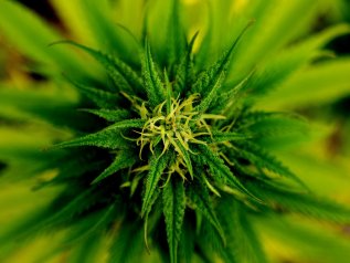 Scoppia la bolla della cannabis