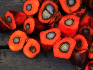 Le piantagioni illegali di olio di palma si macchiano di sangue