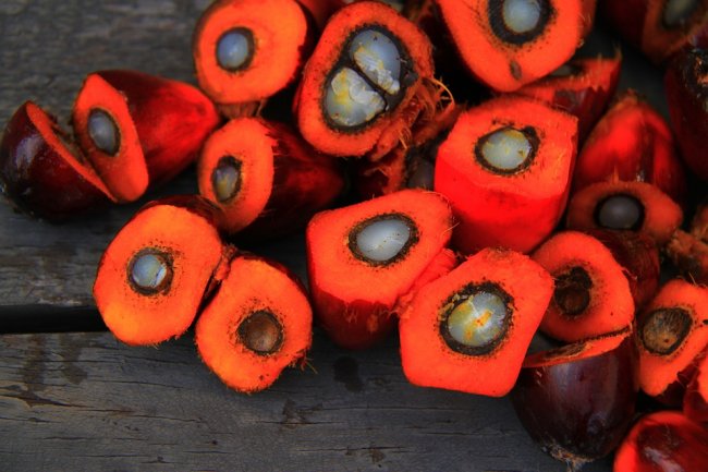 Le piantagioni illegali di olio di palma si macchiano di sangue