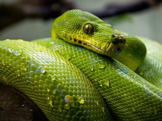 Virus, un nuovo studio: “L’infezione generata dai serpenti”