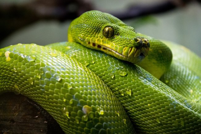 Virus, un nuovo studio: “L’infezione generata dai serpenti”