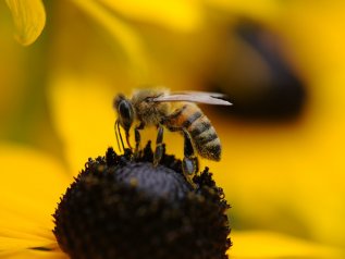 Salvare le api per salvare l’agricoltura