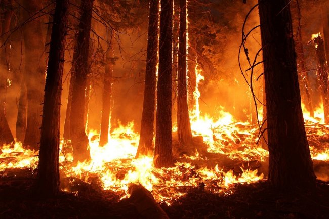 2019: anno di fuoco per le foreste