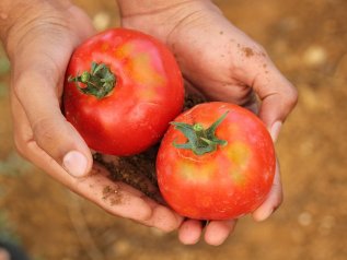 Onu: “L’industria alimentare sfrutta i braccianti”