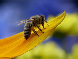 Senza api e impollinatori a rischio il 75% della produzione alimentare