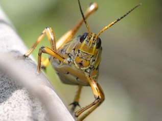 200 mld di locuste stanno invadendo il continente