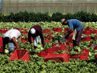 Il 25% dei prodotti ‘Made in Italy’ è raccolto da stranieri