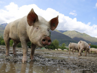 Dopo lo stop ai voli, Taiwan vieta l'import di suini italiani