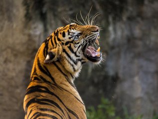 Tigre positiva allo zoo del Bronx a New York