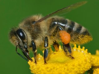 La ‘vespa killer’ è in Italia. Il calabrone che minaccia le api. E l’uomo