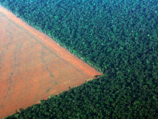 Deforestazione in Amazzonia: +34% in un anno