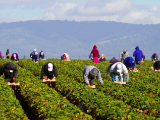 Fino a 26 ore di lavoro. La paga oraria? 1,5 euro