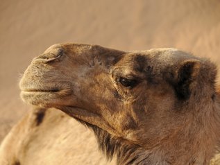 C’è un nuovo ‘oro bianco’: è il latte di cammella