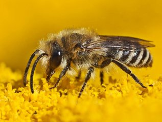 Pesticidi, 8 mln di api morte in 4 giorni