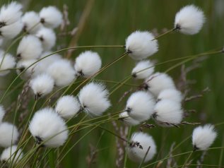 Gli schiavi del cotone