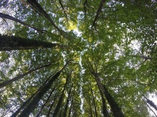 Foreste ben gestite assorbono il 30% di CO2 in più