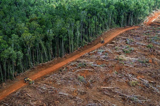 Amazzonia, nel 2020 devastati 8.500 kmq di foreste