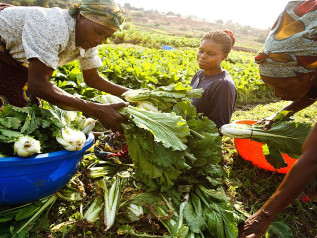 La prima vittima delle guerre commerciali è l'Africa