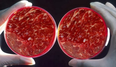Gates: “I Paesi ricchi dovrebbero mangiare solo carne sintetica”