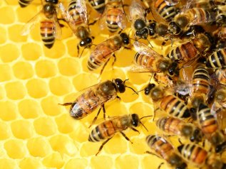 Pesticidi e api: il diavolo e l’acqua santa