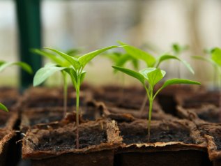 Un vaccino di origine vegetale alla fase 3 della sperimentazione