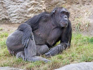 Anche gli scimpanzé fanno le videocall