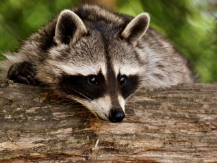 “Interrompere la vendita degli animali selvatici nei mercati alimentari”